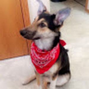 Meet your Posher, Katie